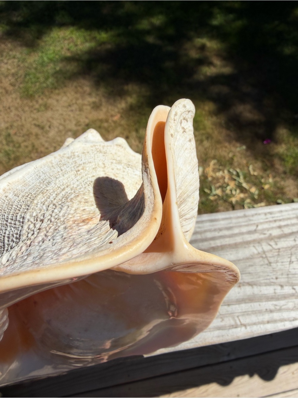 10+” Large | Cassis tuberosa | King Helmet - Picture 5 of 16